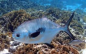 Image result for Trachinotus falcatus