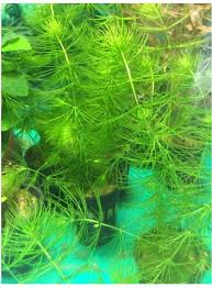 「金魚藻」的圖片搜尋結果