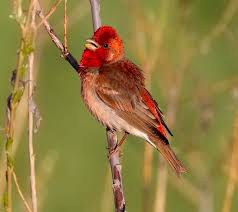 Attēlu rezultāti vaicājumam “Carpodacus erythrinus”
