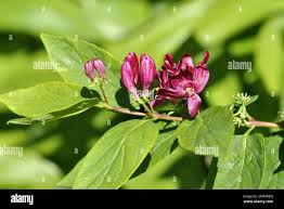 Attēlu rezultāti vaicājumam “Lonicera tatarica flower”