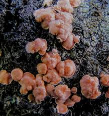 Attēlu rezultāti vaicājumam “Aleurodiscus amorphus”