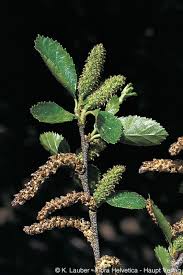 Attēlu rezultāti vaicājumam “Betula humilis”