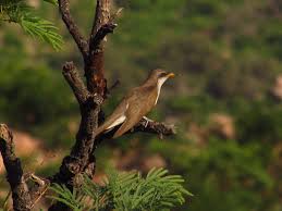 Image result for Coccyzus americanus