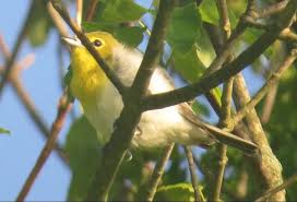 Image result for Vireo flavifrons