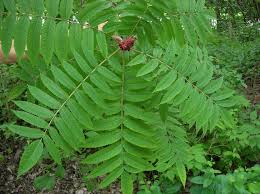 Attēlu rezultāti vaicājumam “Rhus typhina leaf”