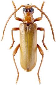 Attēlu rezultāti vaicājumam “Rhamnusium bicolor”