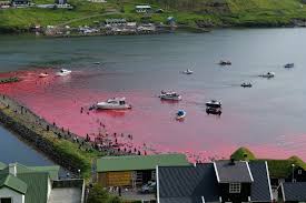 Image result for massacre golfinhos dinamarca