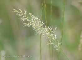 Attēlu rezultāti vaicājumam “Trisetum flavescens flower”