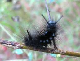 Attēlu rezultāti vaicājumam “Gynaephora selenitica larva”