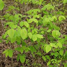 Attēlu rezultāti vaicājumam “Lonicera xylosteum”