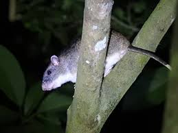 Attēlu rezultāti vaicājumam “Muridae”