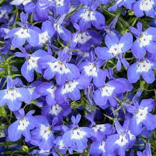 Image result for Lobelia erinus