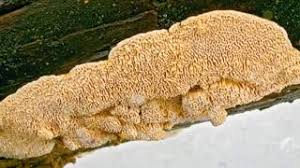 Attēlu rezultāti vaicājumam “Antrodia malicola”