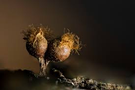 Attēlu rezultāti vaicājumam “Trichia sp.”