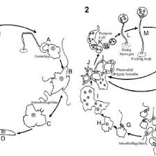 Attēlu rezultāti vaicājumam “Cribrariaceae”