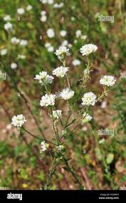 Attēlu rezultāti vaicājumam “Berteroa incana leaf”