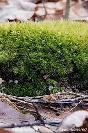Attēlu rezultāti vaicājumam “Dicranum montanum sporophyte”