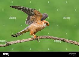 Attēlu rezultāti vaicājumam “Falco vespertinus adult”