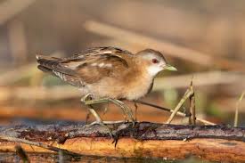 Image result for Porzana parva