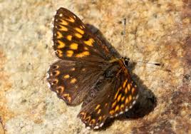 Attēlu rezultāti vaicājumam “Hamearis lucina underside”