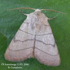 Attēlu rezultāti vaicājumam “Charanyca trigrammica”