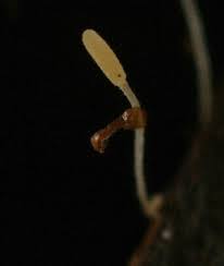 Attēlu rezultāti vaicājumam “Typhula setipes”