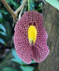 Attēlu rezultāti vaicājumam “Aristolochiaceae”