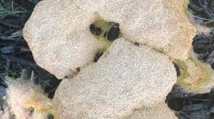 Attēlu rezultāti vaicājumam “Fuligo leviderma plasmodium”