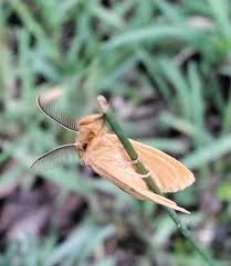 Attēlu rezultāti vaicājumam “Hepialus sylvina female”