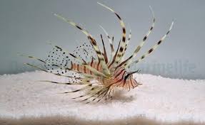 Image result for Pterois volitans