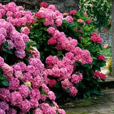 Attēlu rezultāti vaicājumam “Hydrangea”
