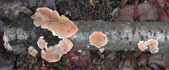 Attēlu rezultāti vaicājumam “Steccherinum ochraceum”