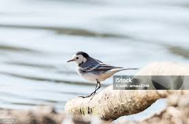 Attēlu rezultāti vaicājumam “Motacilla alba”