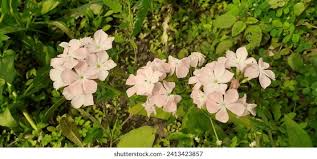 Attēlu rezultāti vaicājumam “Polemoniaceae”