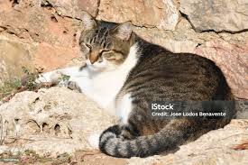 Attēlu rezultāti vaicājumam “Felis silvestris catus”