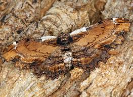 Attēlu rezultāti vaicājumam “Geometridae”