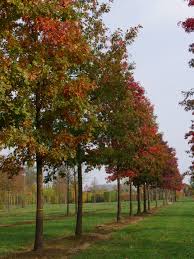 Attēlu rezultāti vaicājumam “Quercus rubra”