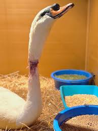 Image result for South Yorkshire Swans