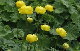 Image result for Trollblume