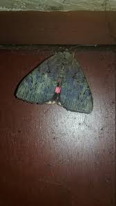 Attēlu rezultāti vaicājumam “Eulithis sp.”