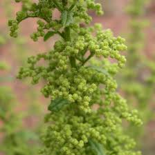 Image result for Chenopodium botrys