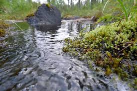 Attēlu rezultāti vaicājumam “Philonotis calcarea”