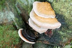 Attēlu rezultāti vaicājumam “Antrodiella semisupina”