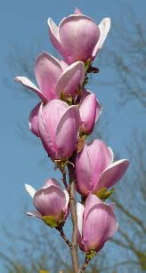 Attēlu rezultāti vaicājumam “Magnolia x soulangeana”