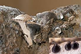 Attēlu rezultāti vaicājumam “Poronia punctata”