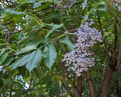 Attēlu rezultāti vaicājumam “Sambucus”