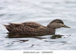 Image result for Anas rubripes