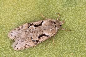 Attēlu rezultāti vaicājumam “Semioscopis oculella”