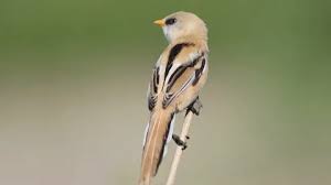 Attēlu rezultāti vaicājumam “Panurus biarmicus male”