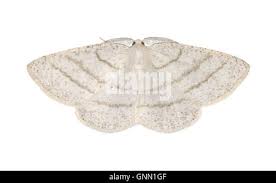 Attēlu rezultāti vaicājumam “Cabera pusaria male”